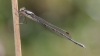 J17_4010 Austrolestes colensonis male